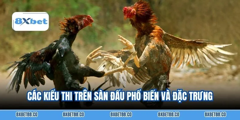 Các kiểu thi trên sàn đấu phổ biến và đặc trưng