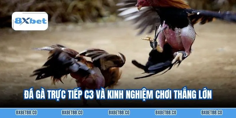 Đá gà trực tiếp C3 và kinh nghiệm chơi thắng lớn