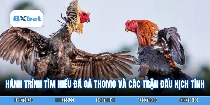 Hành trình tìm hiểu đá gà thomo và các trận đấu kịch tính