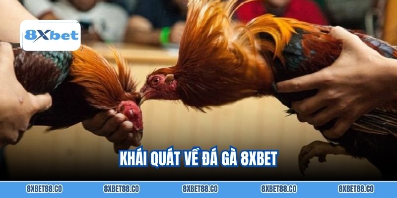 Khái quát về đá gà 8XBET